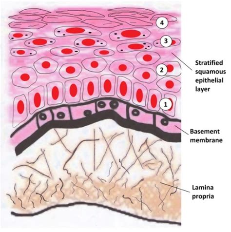 What is the Difference Between Basal Lamina and Basement Membrane - Pediaa.Com