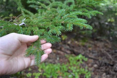 How To Identify Coniferous Trees Easy Tricks For Pine Spruce Fir And More