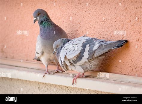 Two City Pigeons Columba Livia Perched On A Ledge Stock Photo Alamy