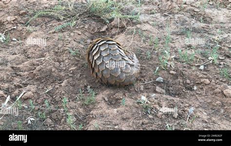 A rare Pangolin in its natural habitat Stock Photo - Alamy