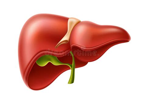 Anatomía De Hígado Humano Vectorial Icono 3d Ilustración del Vector