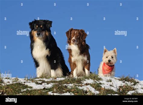 Mini Australian Shepherd Vs Australian Shepherd