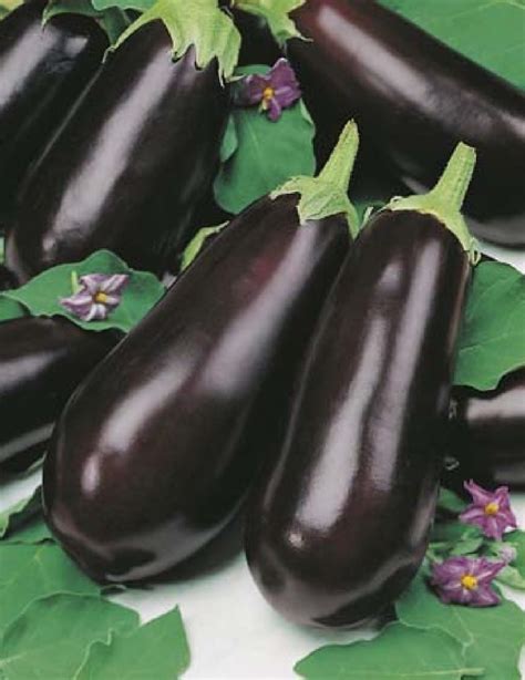 Eggplant Long Purple Garden Feast