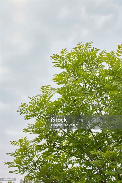 Fraxinus Excelsior Branch Close Up Stock Photo Download Image Now