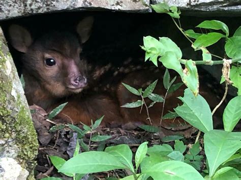 Central American Red Brocket From Zongolica Ver M Xico On January