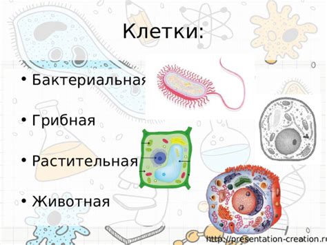 Урок биологии, 5 класс, тема: "Живые клетки"