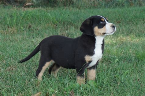 Greater Swiss Mountain Dog Puppies For Sale | Lancaster, PA #281338