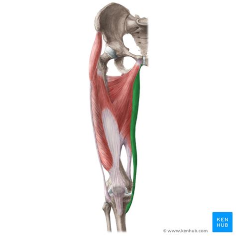 Gracilis Physiopedia