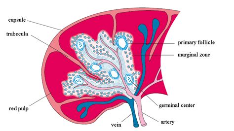 Structure Of Spleen Design Talk