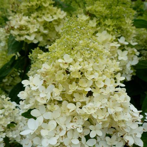 Hydrangea Paniculata Bokrathirteen Sweet Summer Pp21778 From Nvk