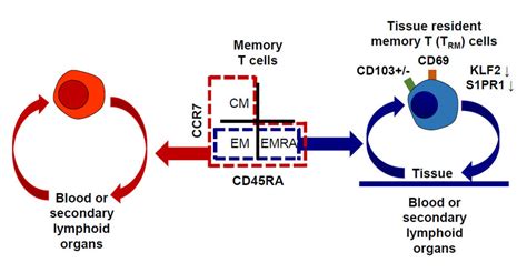 Characteristics Of Tissue Resident Memory T Trm Cells Trm Cells