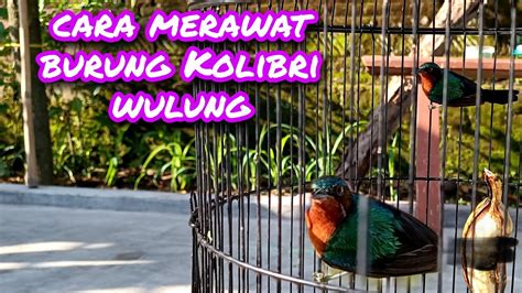 Cara Merawat Burung Kolibri Wulung Agar Cepat Gacor Youtube