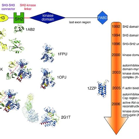 PDF Structure Regulation Signaling And Targeting Of Abl Kinases In