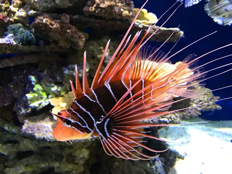 Unbelievably Fascinating Facts About Lionfish