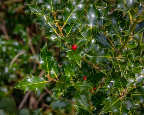 How and when to prune holly bushes for the best results | Gardeningetc