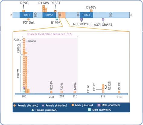 Full Genotype Map Of The Participants With Known Pathogenic Variants In