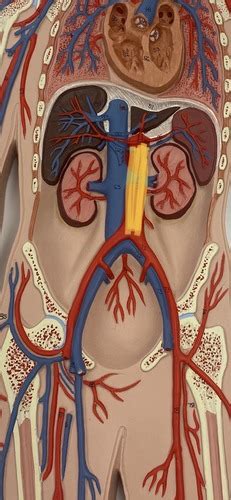 Inferior Arteries Lab Flashcards Quizlet