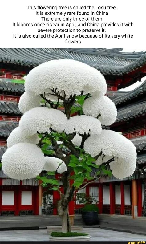 This Flowering Tree Is Called The Losu Tree It Is Extremely Rare Found