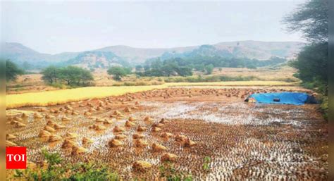 Nashik Unseasonal Rain On Friday Damages Crops In Igatpuri Nashik