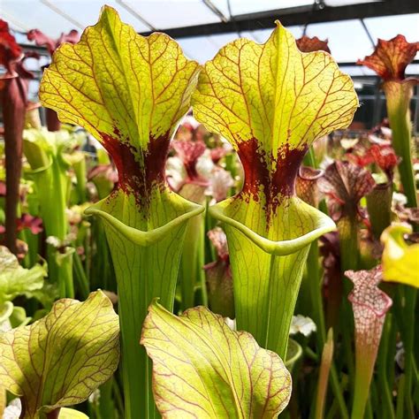 Sarracenia X Moorei Brooks Hybrid