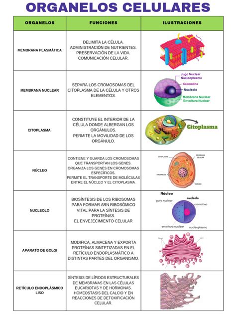 Organelos Pdf Citoplasma Biología Celular