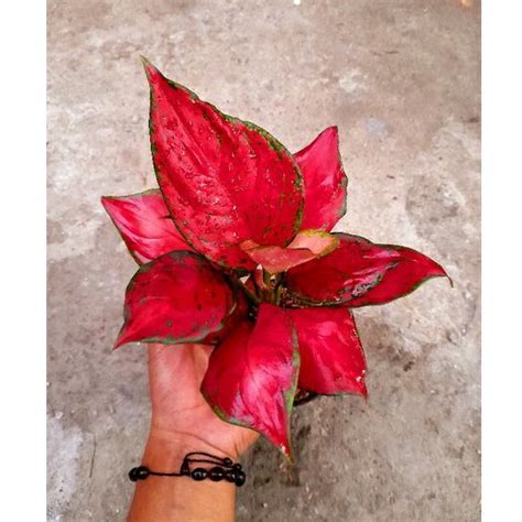 Jual Super Red Queen Tanaman Hias Aglonema Aglaonema Shopee Indonesia