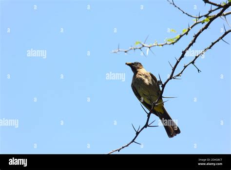 Black Bulbul Hi Res Stock Photography And Images Alamy