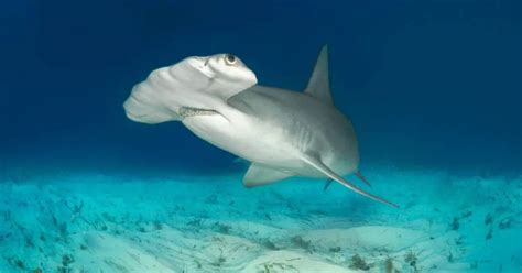 Hammerhead Shark Behavior - AnimalBehaviorCorner