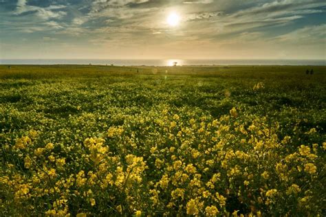 moon bays enormous wild mustard field    bloom