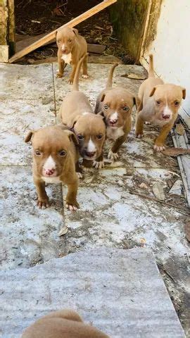 Pitbull American Staffordshire No Brasil