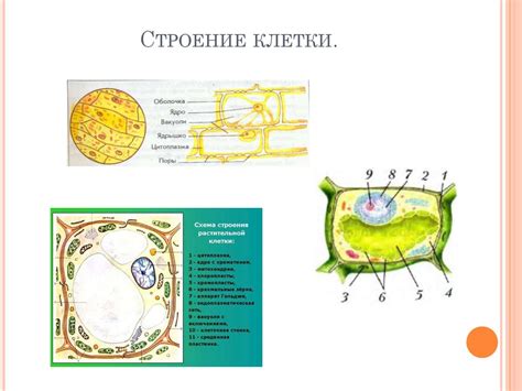 Макет растительной клетки. Биология. Технология - online presentation