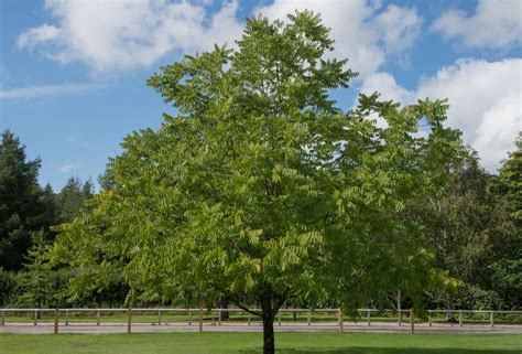 Black Walnut Trees Juglans Nigra Harrod Outdoors