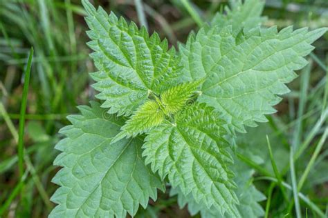 Common Or Stinging Nettle Urtica Dioica Small Plant Macro Selective