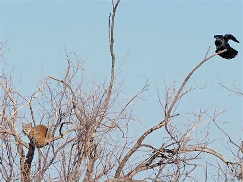 Chihuahuan Raven And Bobcat Corvus Cryptoleucus And Lynx R Flickr