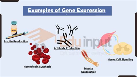 10 Examples of Gene Expression