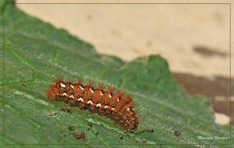 La Chenille Devient Papillon La Noctuelle De La Patien Flickr