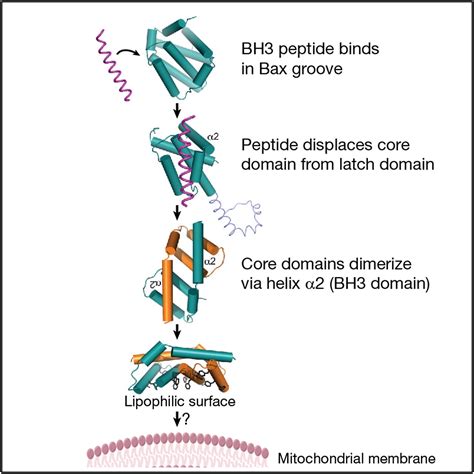 Bax Crystal Structures Reveal How BH3 Domains Activate Bax And Nucleate