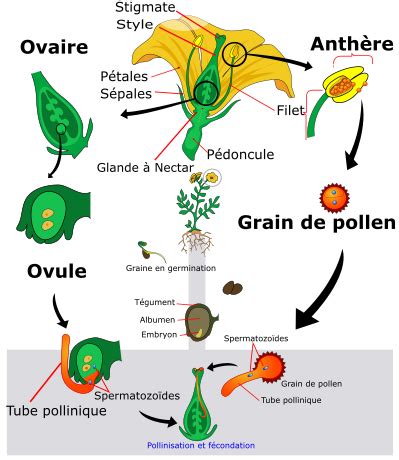 Reproduction sexuée plantes Mathrix