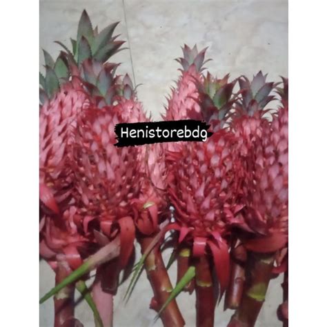 Jual Nanas Muda Nanas Merah Hutan Segar 500g Shopee Indonesia