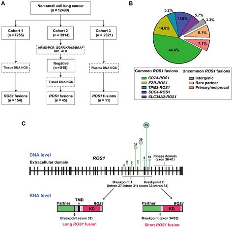 Cd74slc34a2 Ros1 Fusion Variants Involving The Transmembrane Region