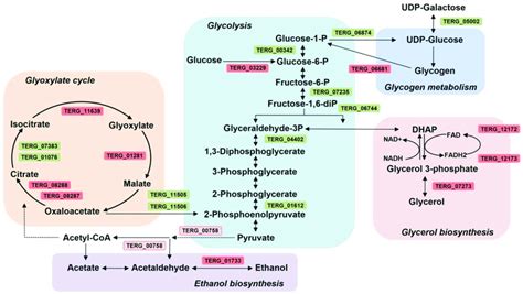 The Biosynthetic Pathway Involved In Synthesis Of Melatonin From