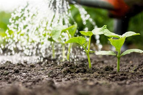 Come Risparmiare Acqua In Giardino Ecco I Trucchi