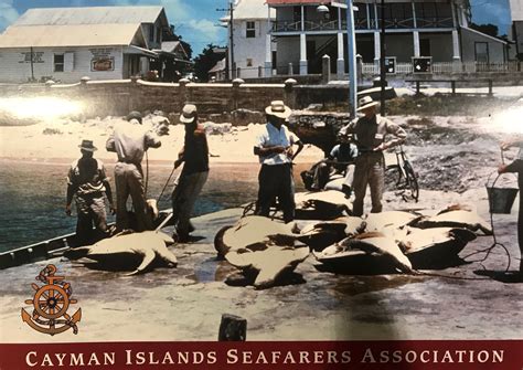 Turtling A Big Part Of The Cayman Islands History And Heritage Early