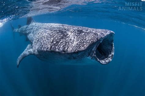 Fattest Animals In The World