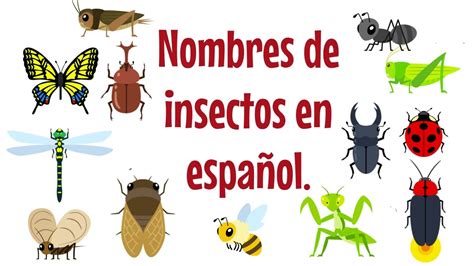 Nombres De Insectos En Español Youtube