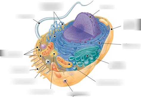 Cell Organelles Part 2 Diagram Quizlet