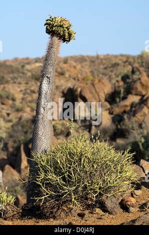 Halfmens Pachypodium Namaquanum With Inflorescence In Habitat