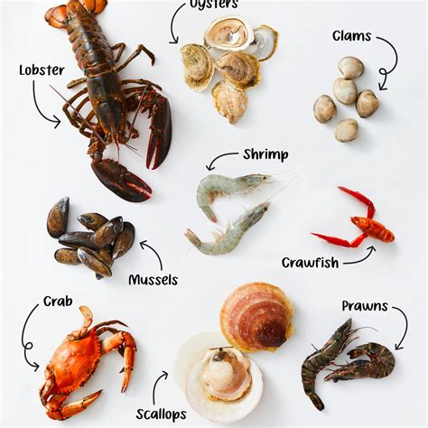 Shellfish: Types, Nutrition, Benefits, And Dangers, 55% OFF