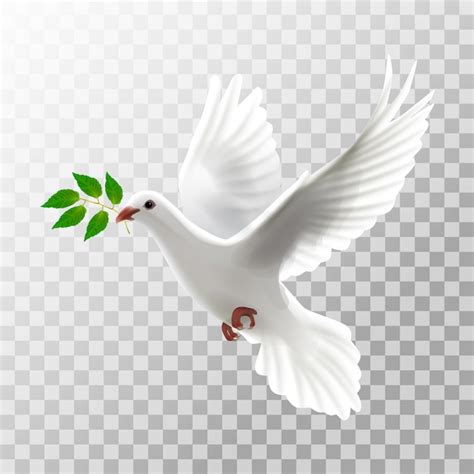 Premium Vector Illustration White Pigeon Flying With Leaf On Transparent