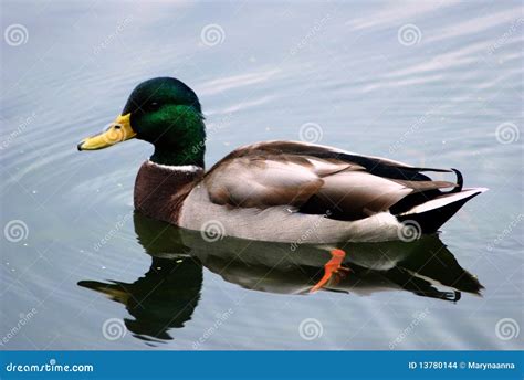 Canard sauvage photo stock. Image du clavettes, sauvage - 13780144